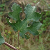 Urena lobata subsp. sinuata (L.) Borss.Waalk.